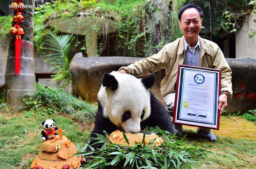 World's eldest giant panda in captivity turns 37 years old