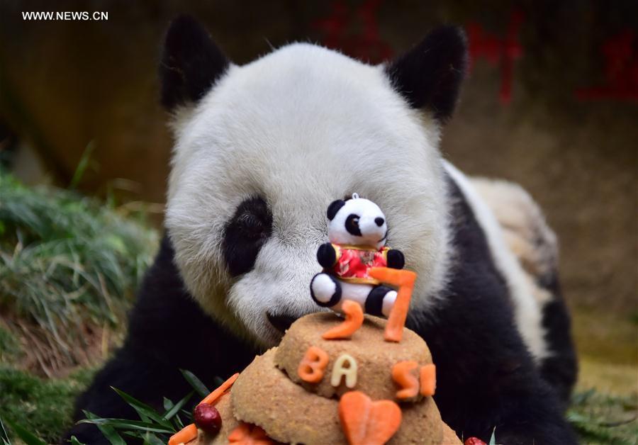 World's eldest giant panda in captivity turns 37 years old