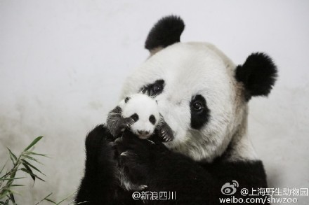 Netizens slam Shanghai zoo after panda deaths