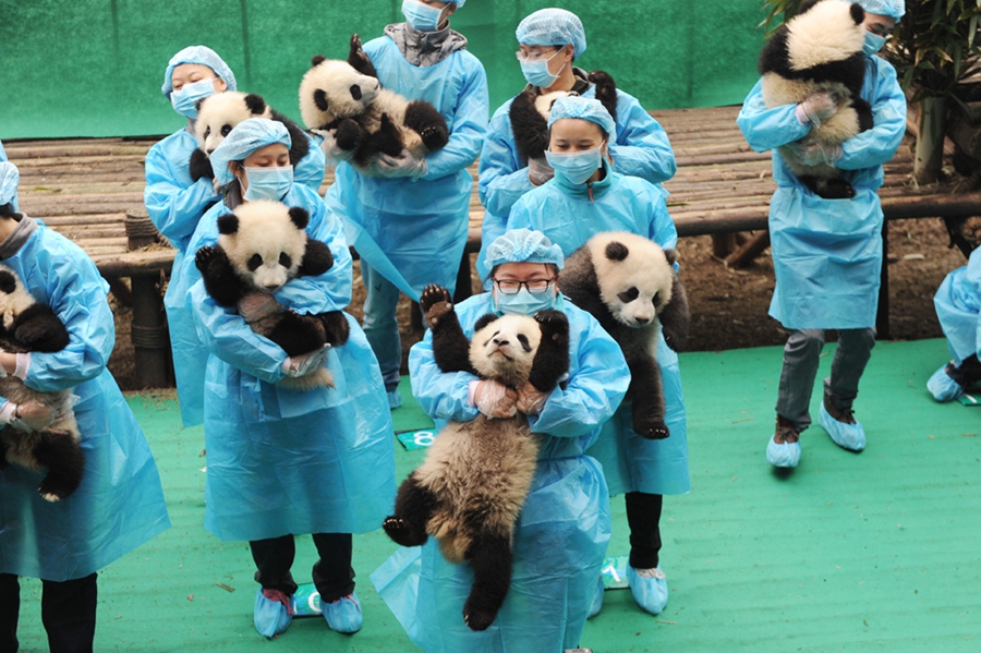 23 giant panda cubs send Lunar New Year wishes in SW China