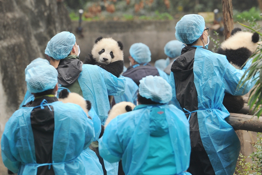 23 giant panda cubs send Lunar New Year wishes in SW China