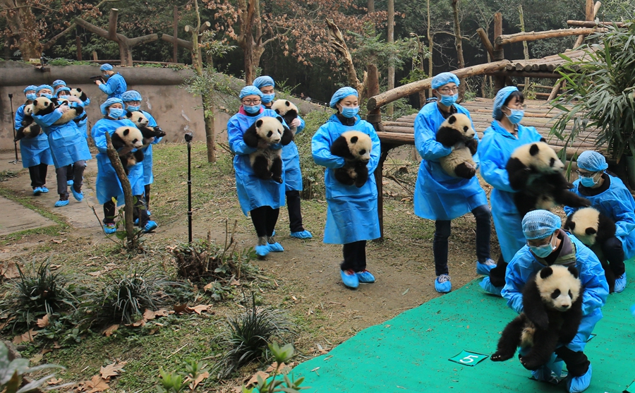 23 giant panda cubs send Lunar New Year wishes in SW China