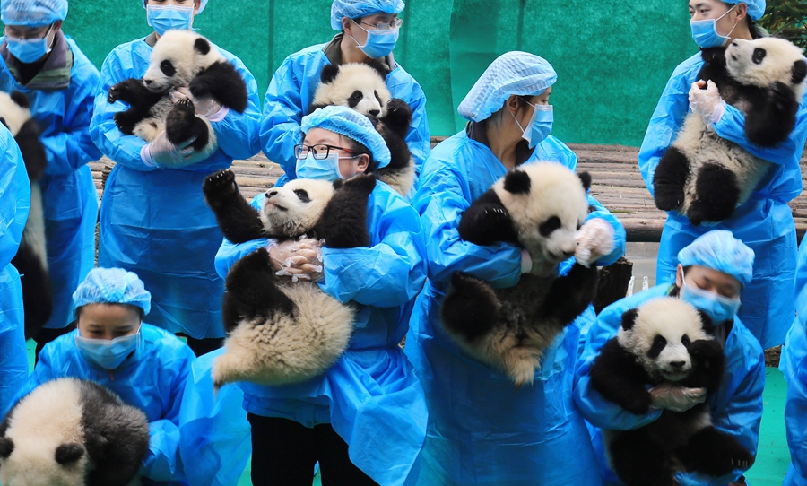 23 giant panda cubs send Lunar New Year wishes in SW China