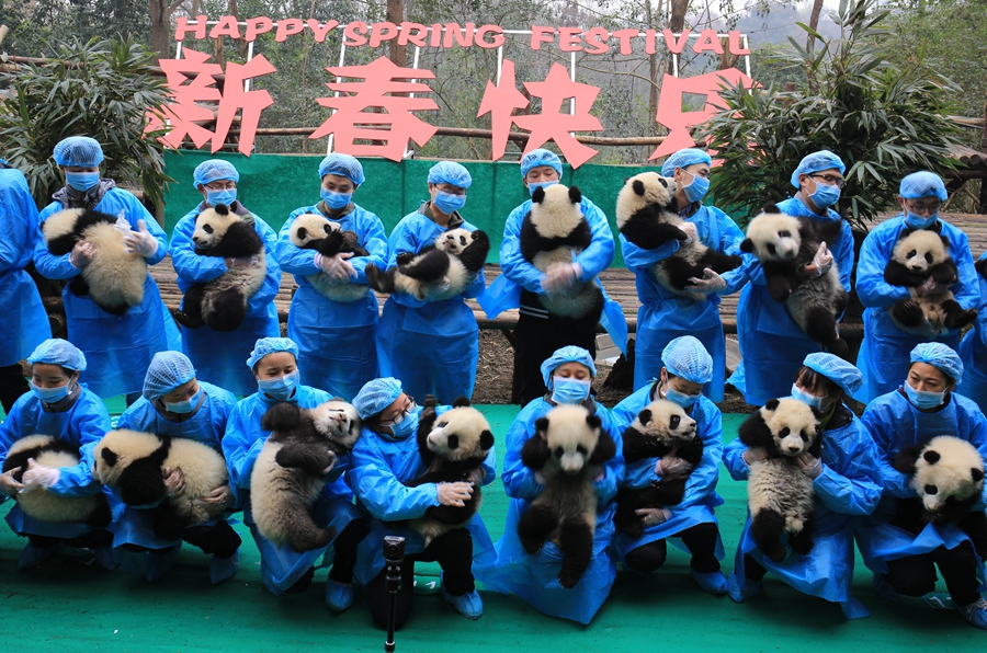 23 giant panda cubs send Lunar New Year wishes in SW China