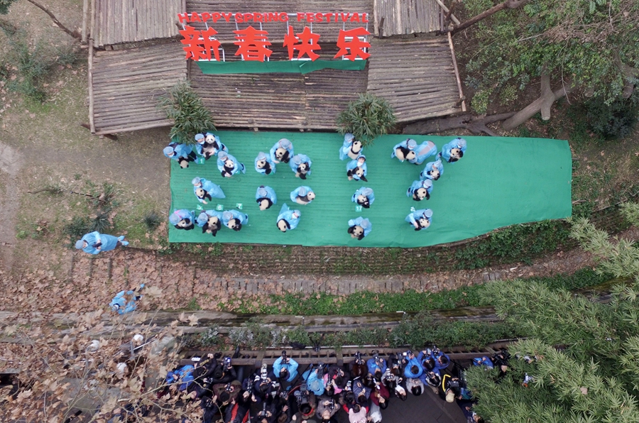 23 giant panda cubs send Lunar New Year wishes in SW China