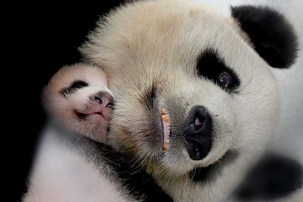 Public doubts reasons for panda deaths