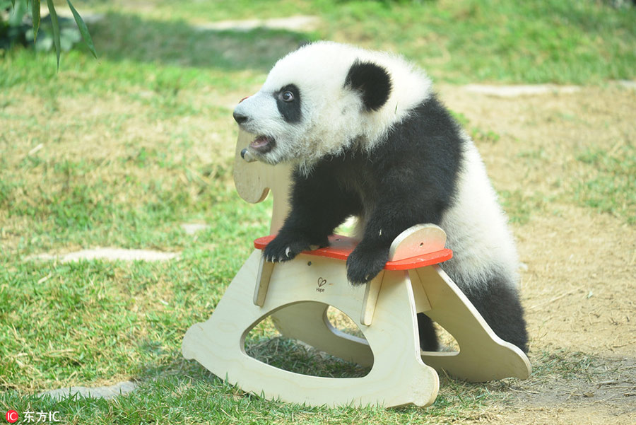 Panda cubs to meet public in Macao during Spring Festival