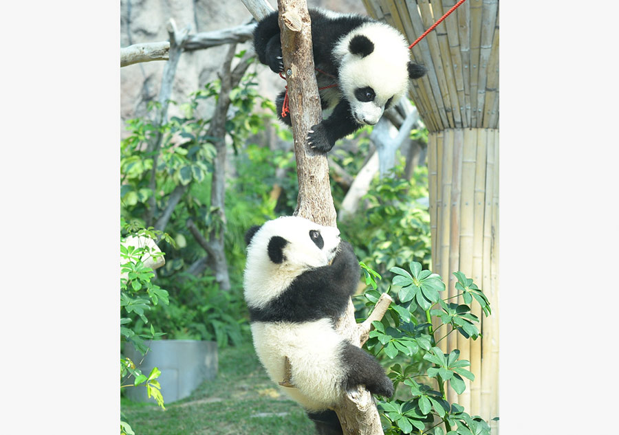 Panda cubs to meet public in Macao during Spring Festival