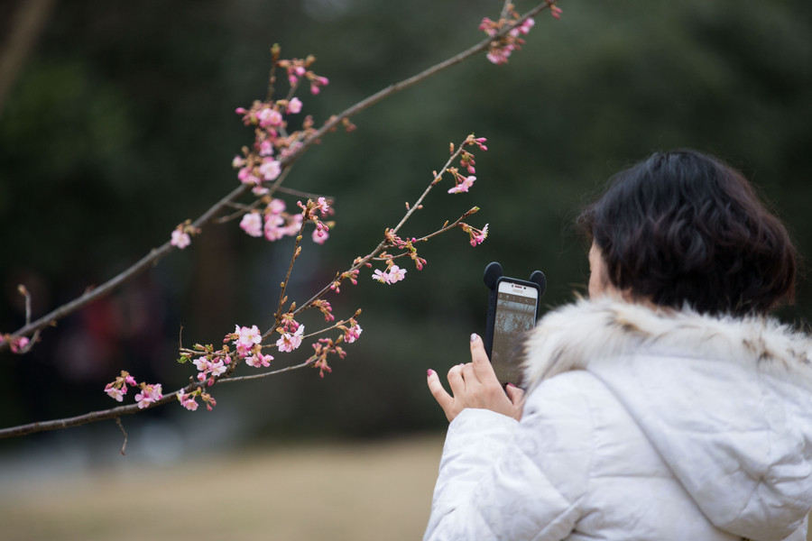 Blossoms take over as southeastern China welcomes spring