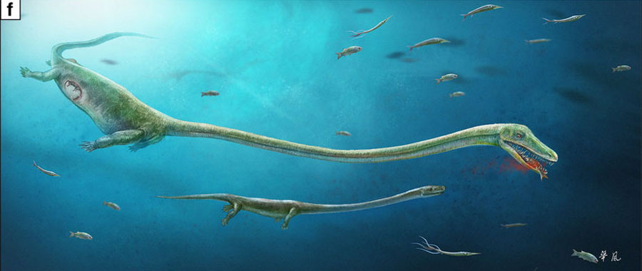 Fossil discovery shows reptile with developing embryo