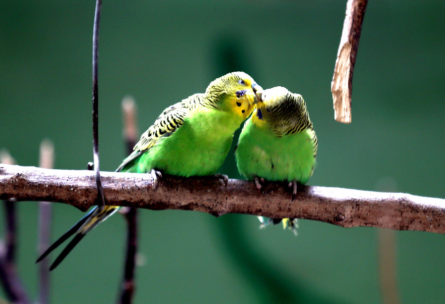 Ten photos from across China: Feb 10 – 16