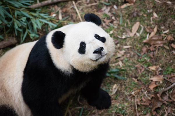 Bao Bao naps, then tastes treats at dumpling send-off