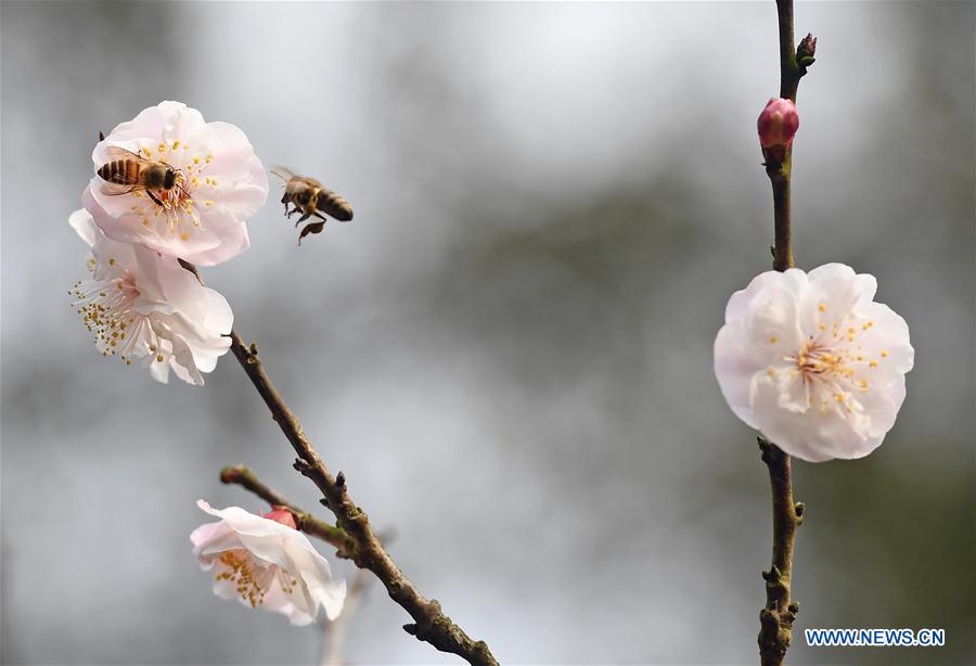 Early blooming flowers herald spring