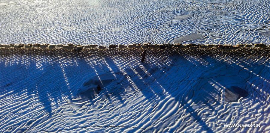 Annual migration of herds of sheep across world's highest lakes