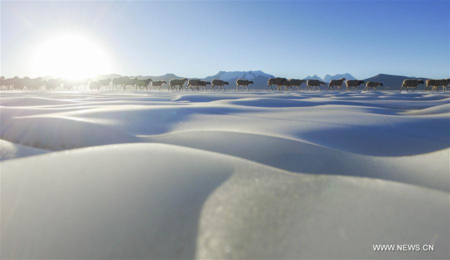 Annual migration of herds of sheep across world's highest lakes