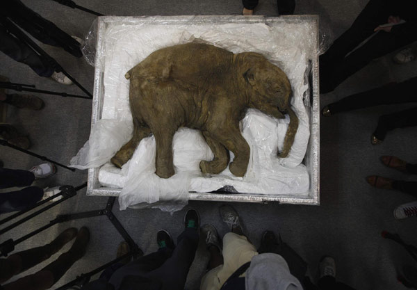 Long way to go before mammoths live and breathe again, Chinese scientist says