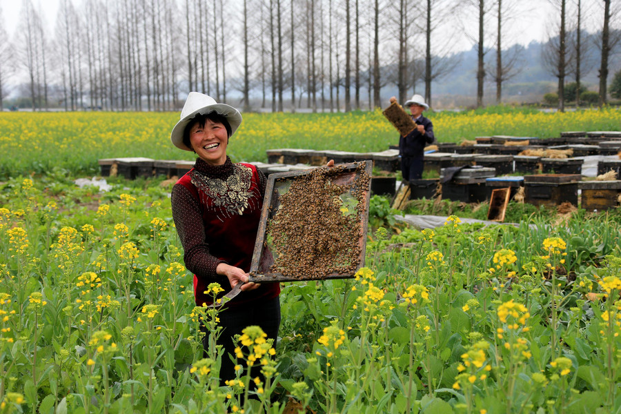 Bee keepers harvest sweetness as spring comes