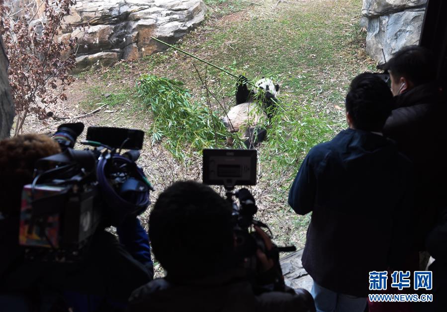 US-born panda bound for China on special flight