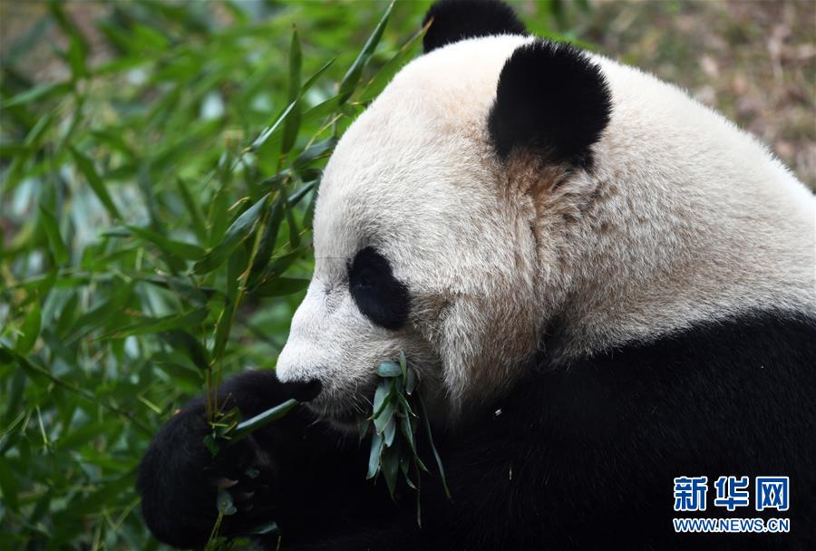 US-born panda bound for China on special flight