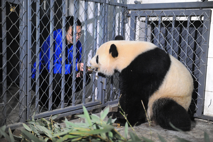 US-born panda Bao Bao adapts to new home in Sichuan