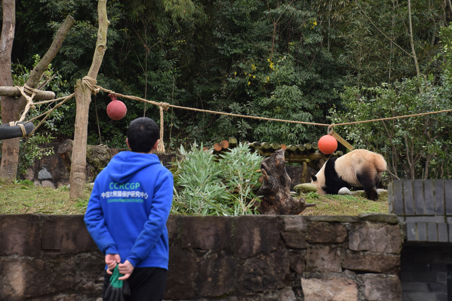 US-born panda Bao Bao adapts to new home in Sichuan