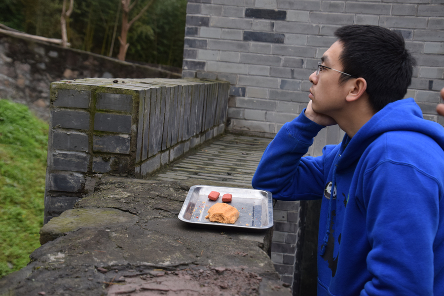 US-born panda Bao Bao adapts to new home in Sichuan