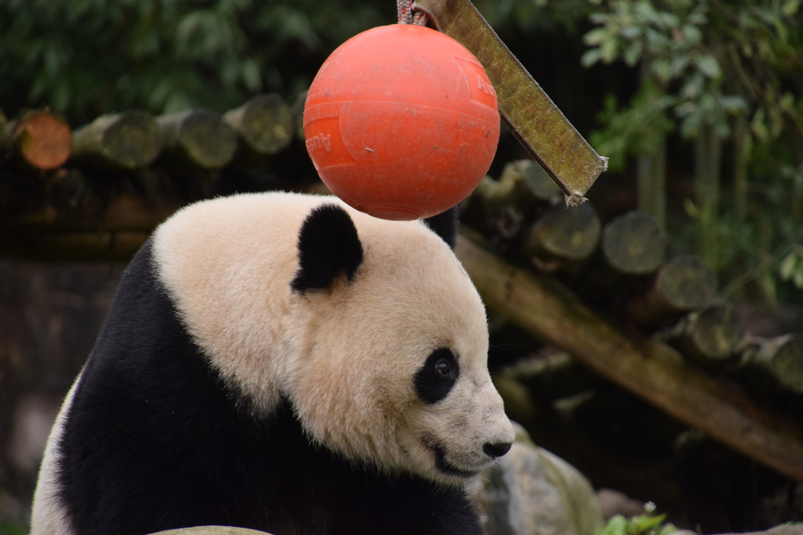 US-born panda Bao Bao adapts to new home in Sichuan