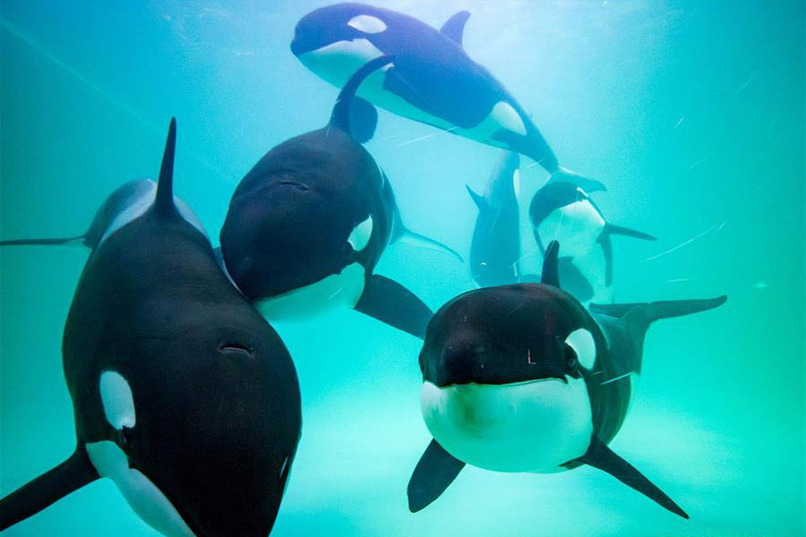 China's first killer whale breeding base put into operation