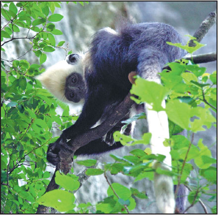 A zoologist's fight to save both man and monkey