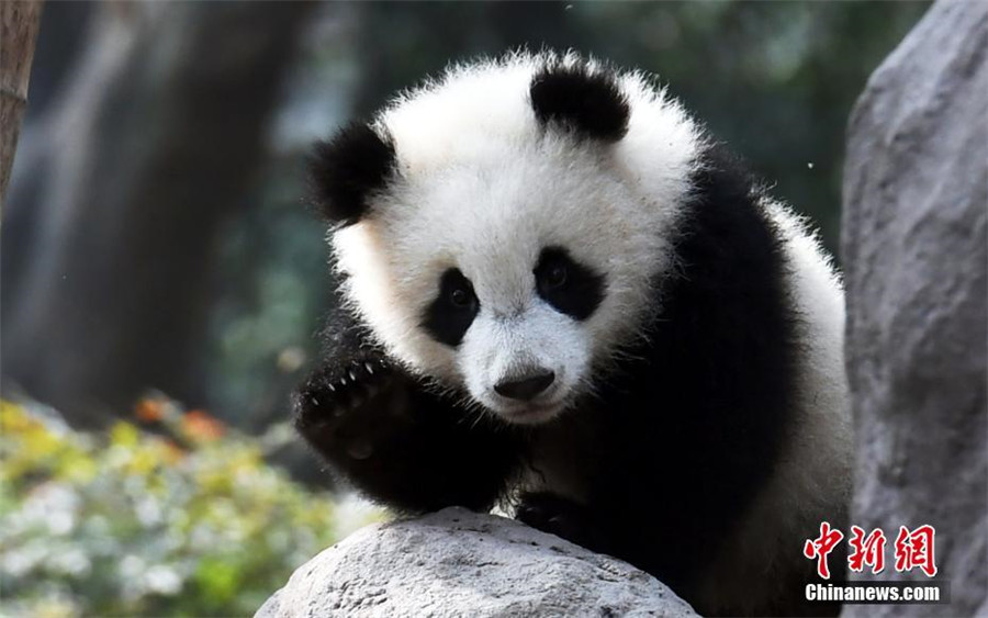 Panda cub dubbed 'the most needy' after video goes viral