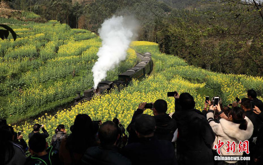 All aboard! Travel back in time among Sichuan's blooming flowers