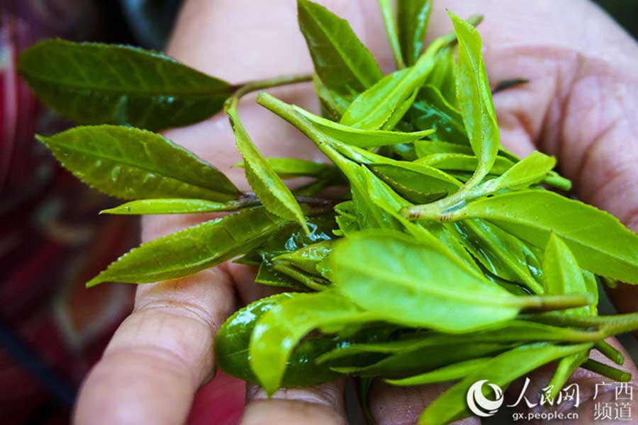 Wild tea cooperative boosts profits of farmers in Guangxi