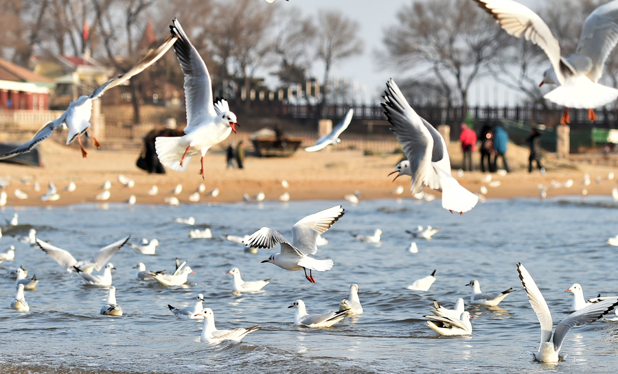 'Seagull mother' feeds thousands of birds at own expense