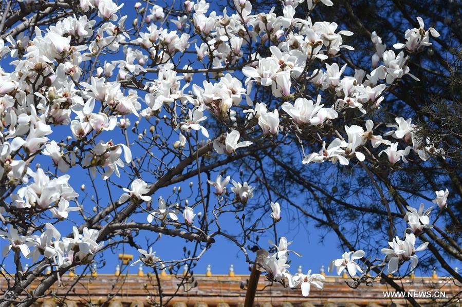 Magnolia flowers blossom along Changan Avenue in Beijing