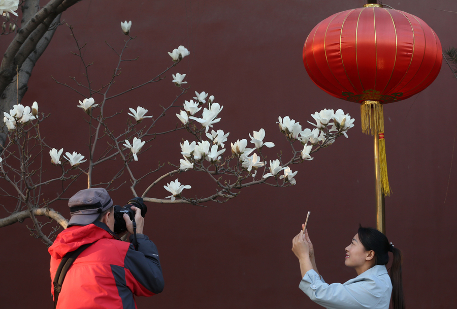 Magnolia flowers blossom along Changan Avenue in Beijing