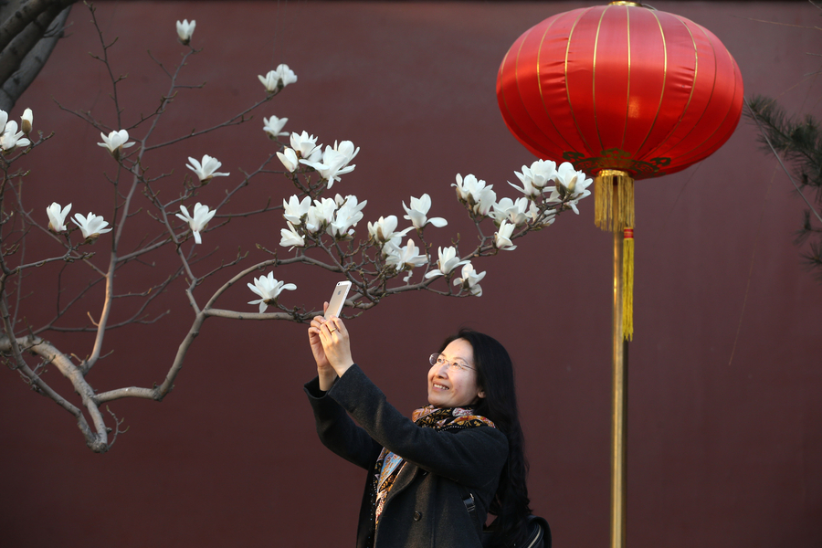 Magnolia flowers blossom along Changan Avenue in Beijing