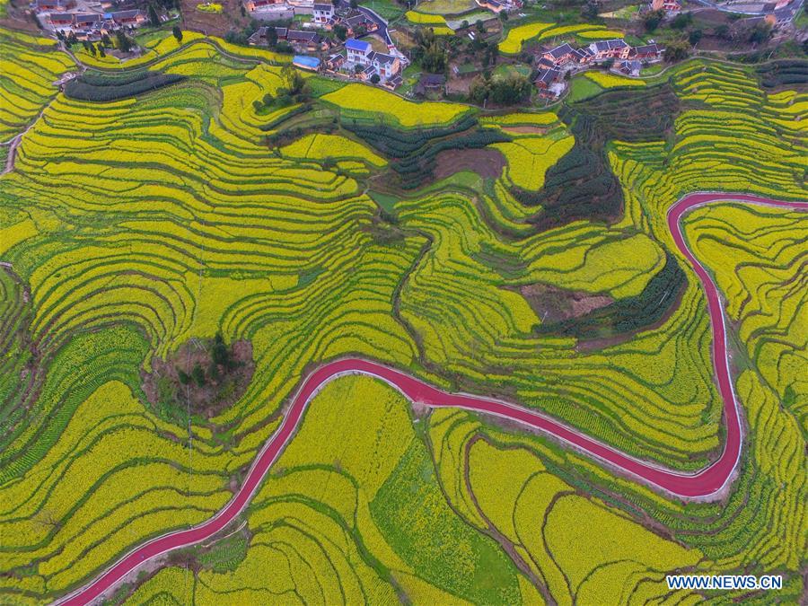 Terraced fields of cole flowers in SW China