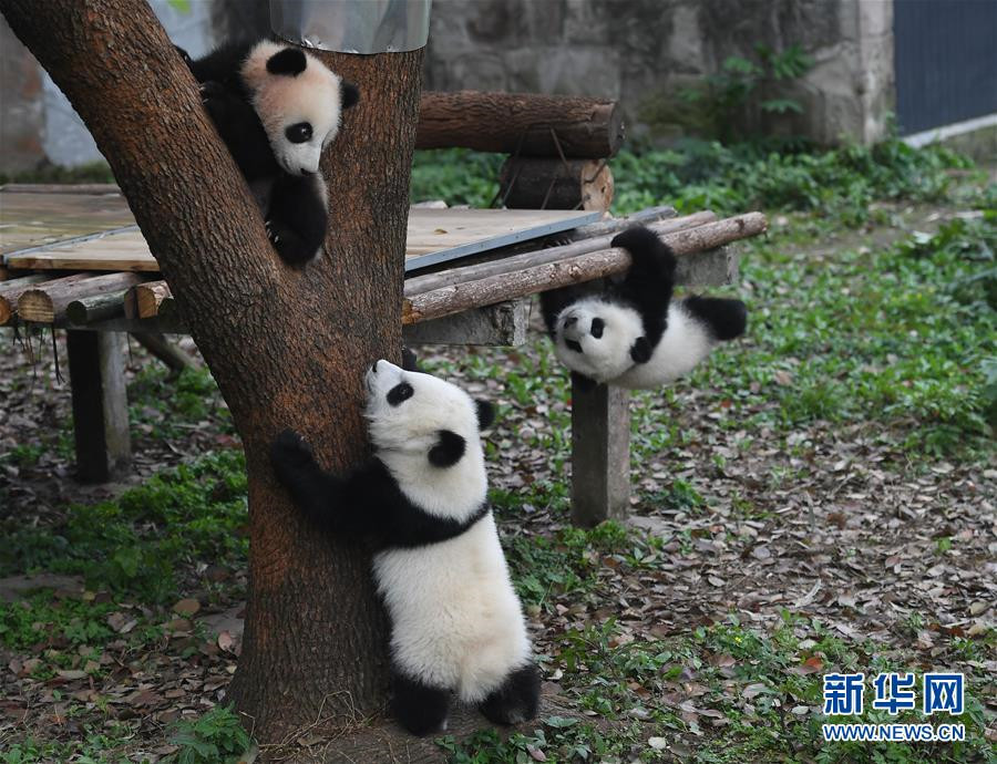 Celebrations mark naming ceremony of three panda cubs