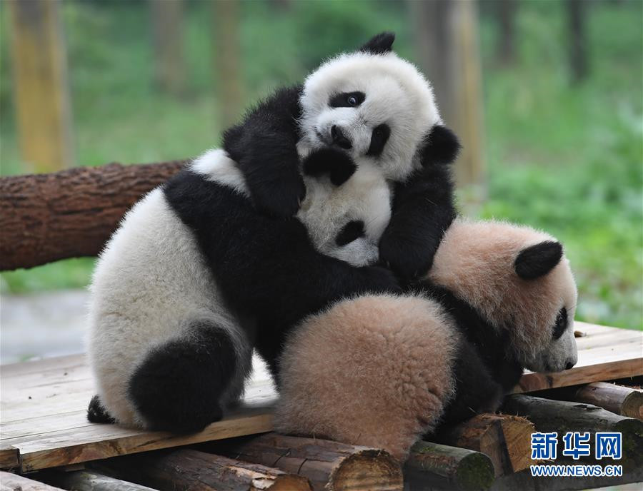 Celebrations mark naming ceremony of three panda cubs