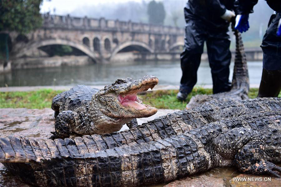 Over 13,000 alligators move out of hothouses