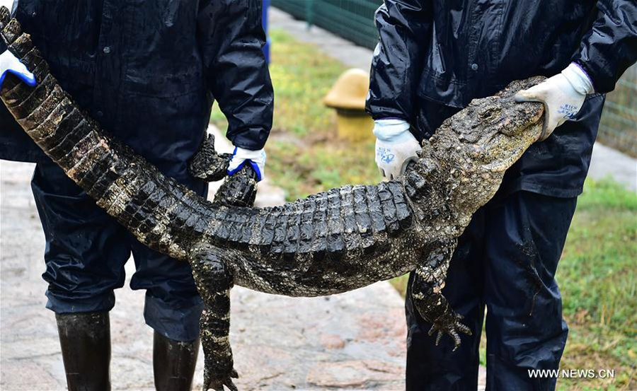 Over 13,000 alligators move out of hothouses