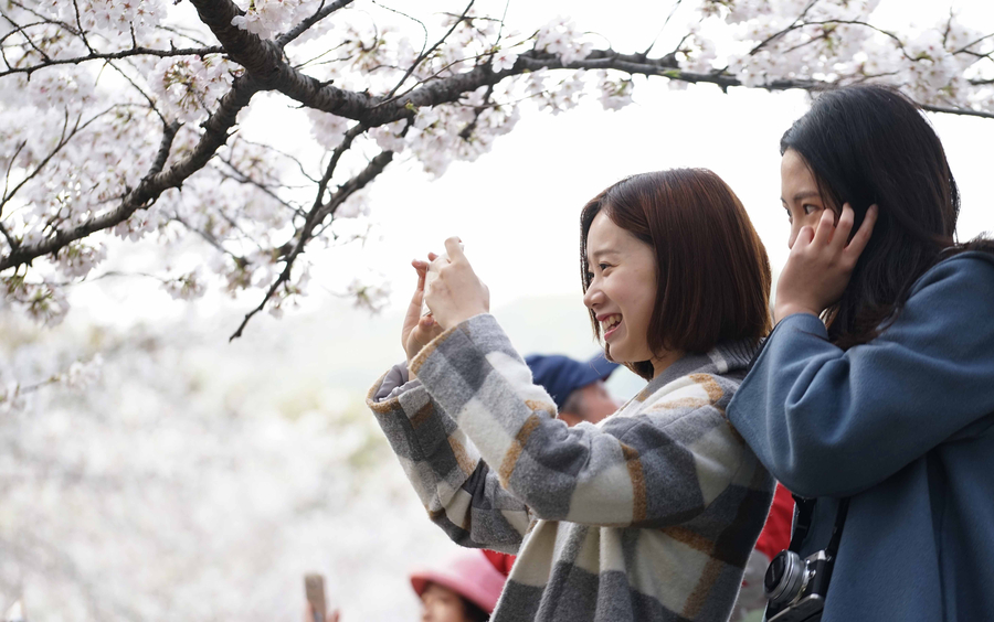 Visitors flock to cherry blossoms at Wuhan University