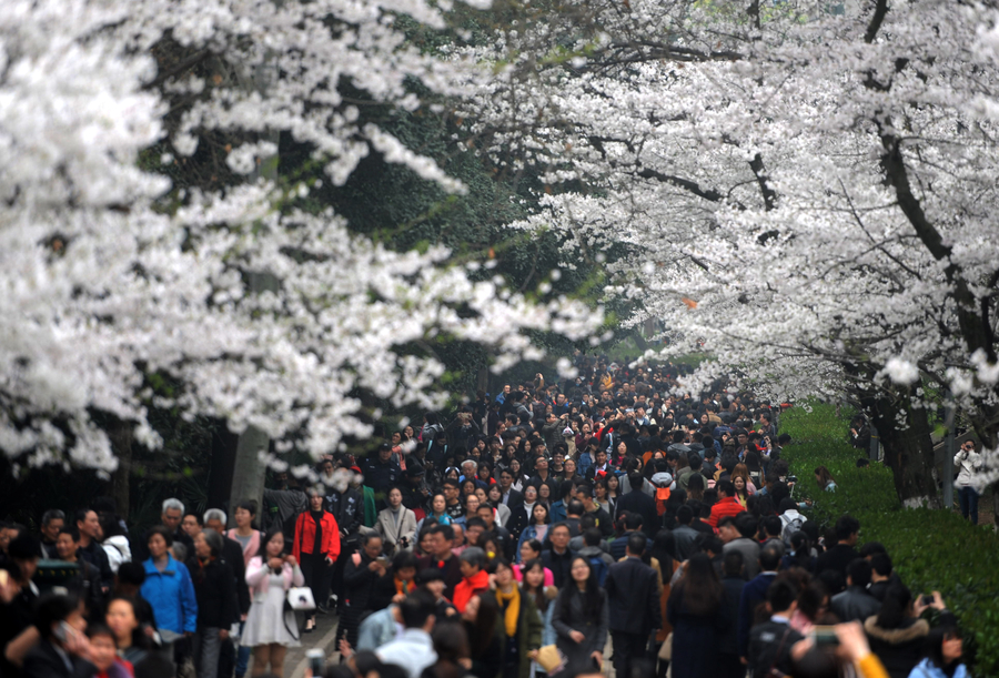 Visitors flock to cherry blossoms at Wuhan University