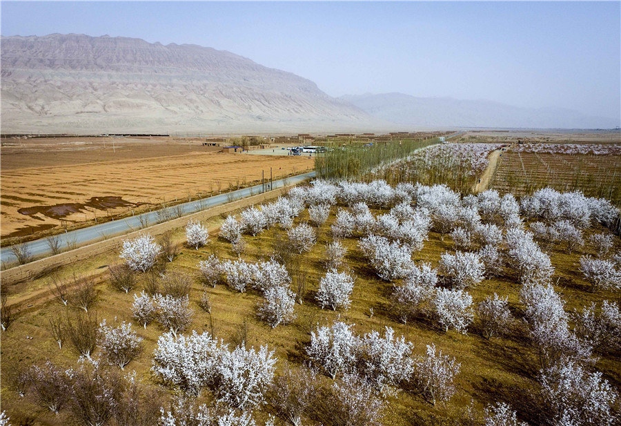 Apricot blossoms, cole flowers in full bloom