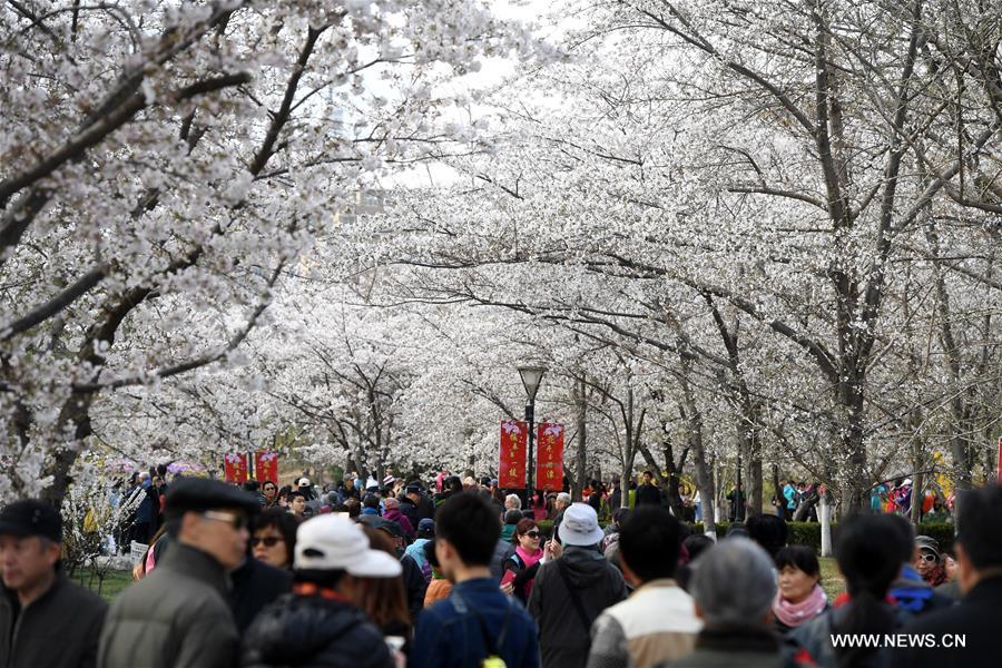 Beijing park packed with tourists for cherry blossoms