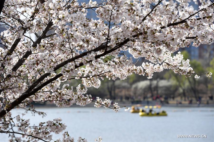 Beijing park packed with tourists for cherry blossoms