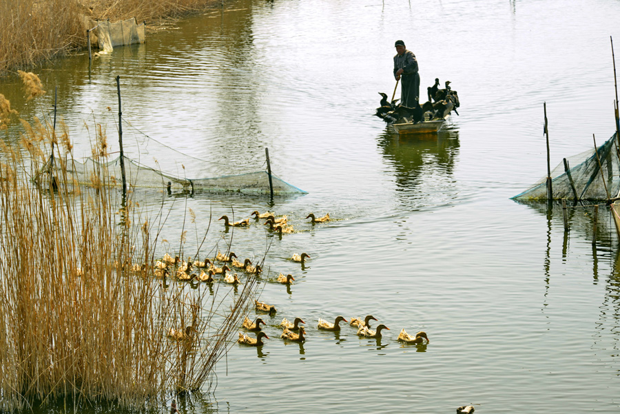 Making a living with fine-feathered friends