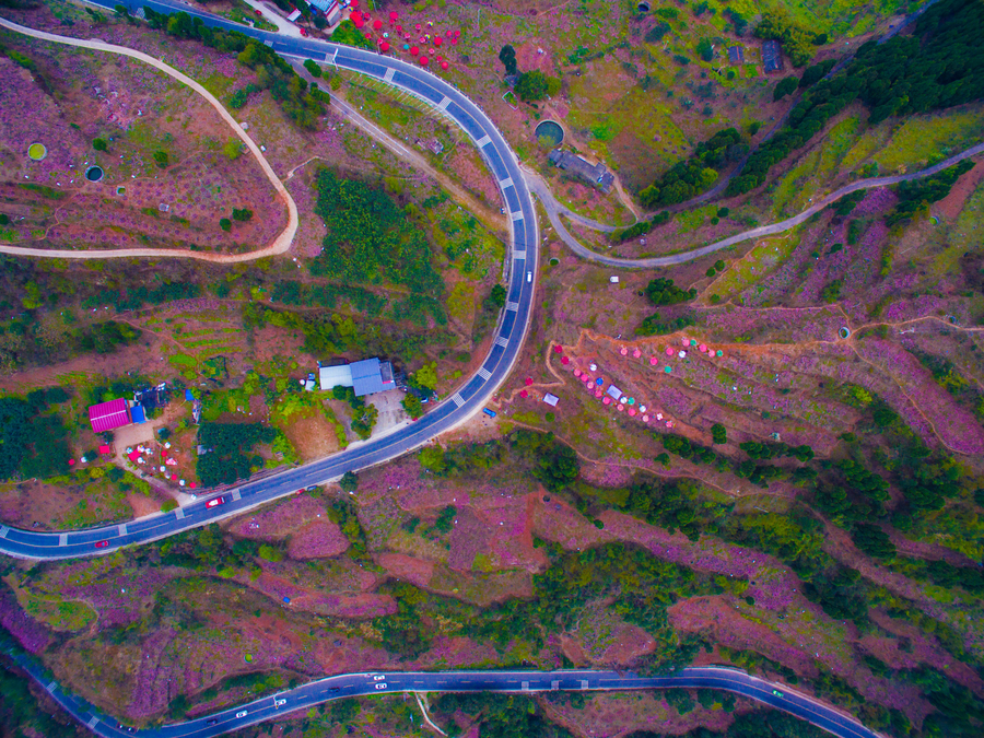 Peach blossoms turn SW China pink