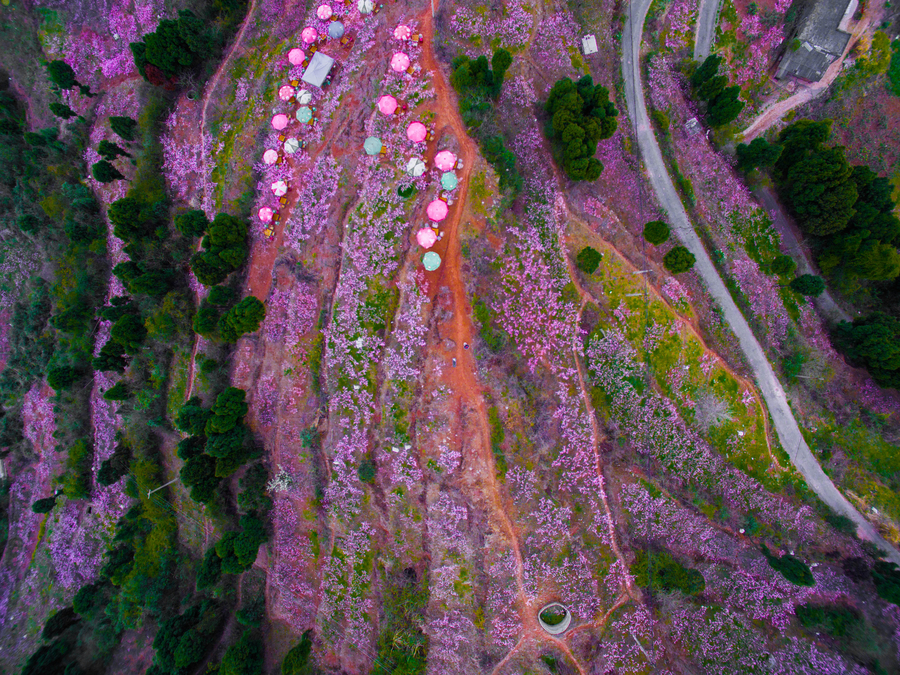 Peach blossoms turn SW China pink