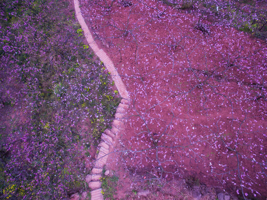 Peach blossoms turn SW China pink